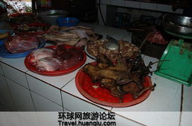 越南人爱吃老鼠肉 少女吃鼠肉美容 12